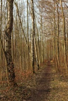 Schlagworte: Waldweg – 5. Photo: Birkengesäumt