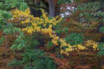 Walddetails: 5. Photo: Birkengolddrachen