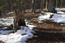 Walddetails: Photo 37