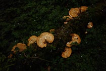 Schlagworte: Pilz – 12. Photo: Schuppen im Walde