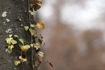 Walddetails: Photo 14