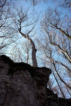 Walddetails: Photo 95