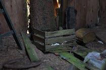 Walddetails: Photo 109