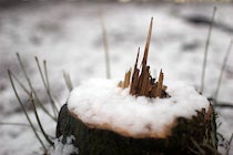 Walddetails: Photo 51