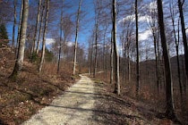 Schlagworte: Waldweg – 15. Photo: Schlängelweg