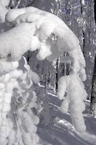Walddetails: Photo 80