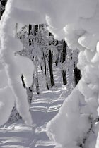 Walddetails: Photo 77