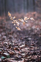 Walddetails: Photo 54