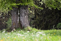 Walddetails: Photo 18