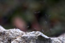 Walddetails: Photo 118