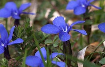 Schlagworte: Blüte – 14. Photo: Blaues Blümchen
