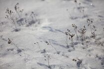 Wiesendetails: 22. Photo: Bewuchs im Schnee