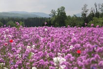 Schlagworte: Blüte – 28. Photo: Durch das rosa Feld