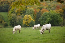 Nutztiere: 2. Photo: Herbstkühe