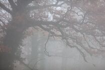 Schlagworte: Nebel – 18. Photo: Herbsteiche