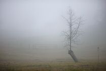 Schlagworte: Nebel – 19. Photo: Mehr Sproß als Baum