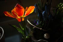 Schlagworte: Tulpen – 5. Photo: Leuchttulpe