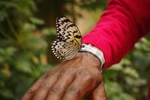 Schlagworte: Alter – 25. Photo: Schmetterling auf Hand