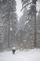 Schlagworte: Schnee – 35. Photo: Unter Schneebäumen