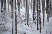 Schlagworte: Truchtelfingen – 8. Photo: Schneestämme