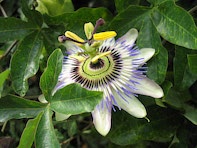 Pflanzen: 19. Photo: Passionsblume