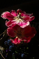 Pflanzen: 22. Photo: Rosarote Tulpen