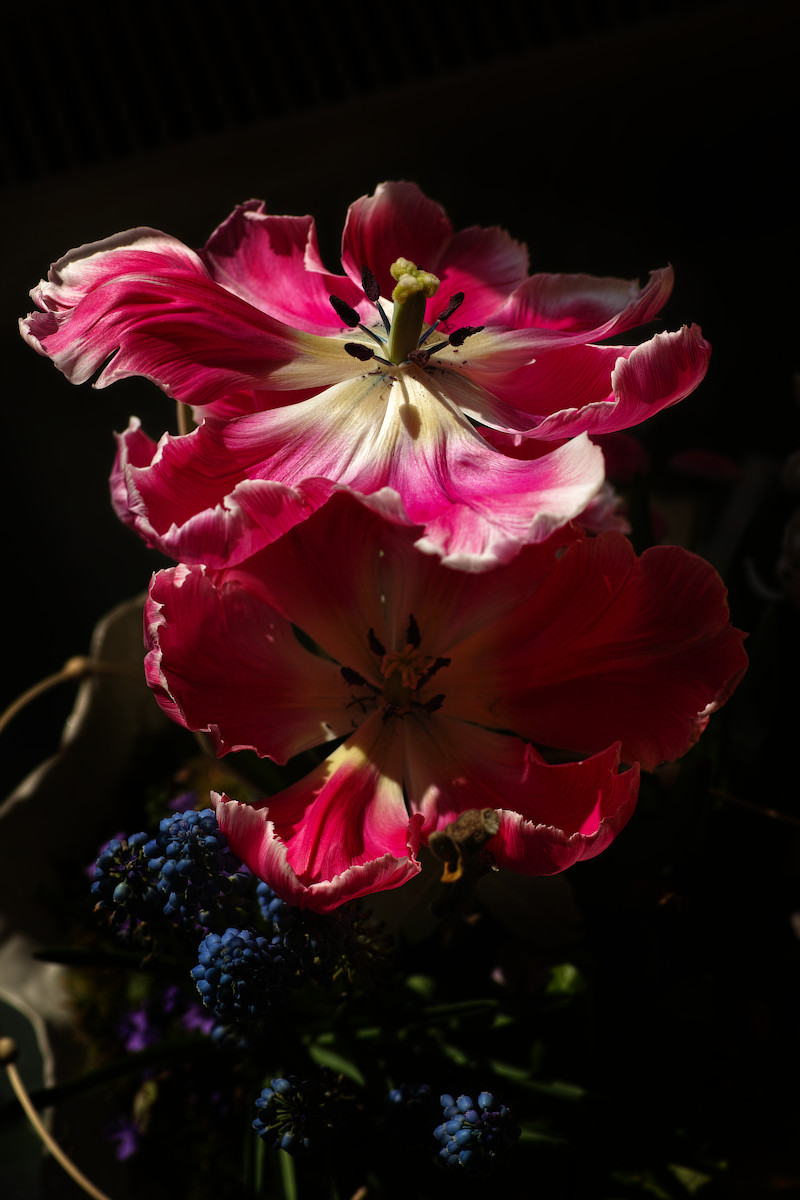 Pflanzen: Großes Photo: Rosarote Tulpen