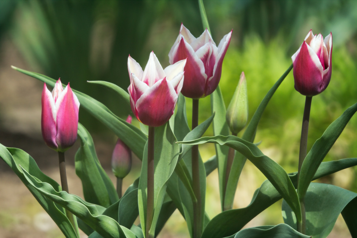 Pflanzen: Großes Photo: Tulpen Lila-Rosa-Weiß