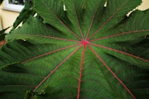 Pflanzen: 16. Photo: Supernode