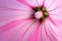 Schlagworte: Blüte – 33. Photo: Rosa und Grün