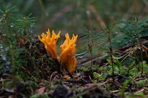 Schlagworte: Pilze – 35. Photo: Hörnling