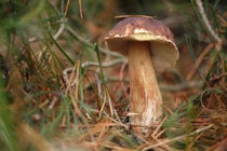 Schlagworte: Pilze – 6. Photo: Steinpilz