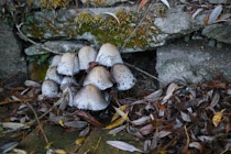 Pilze: 3. Photo: Pilze vor Mauseloch