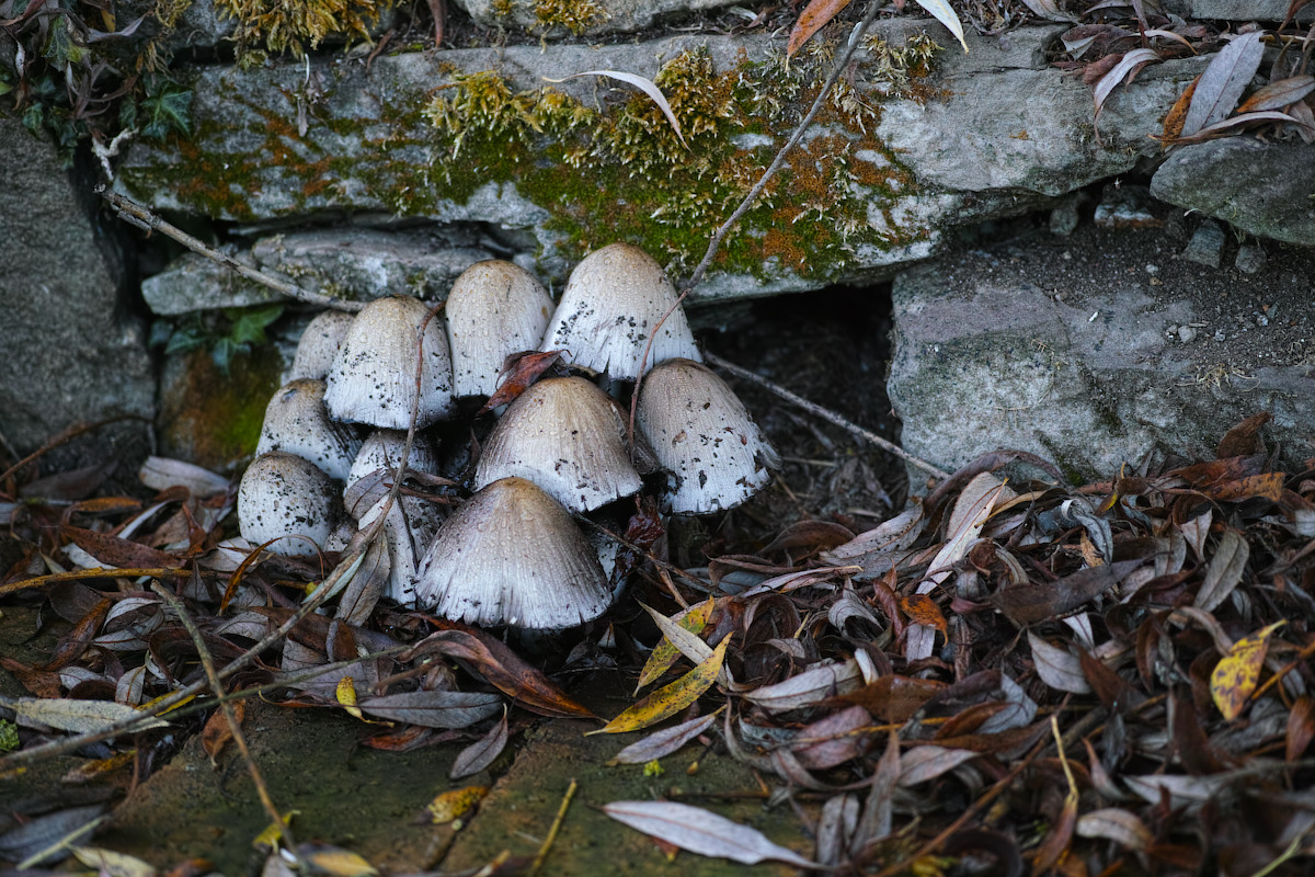 Pilze: Großes Photo: Pilze vor Mauseloch