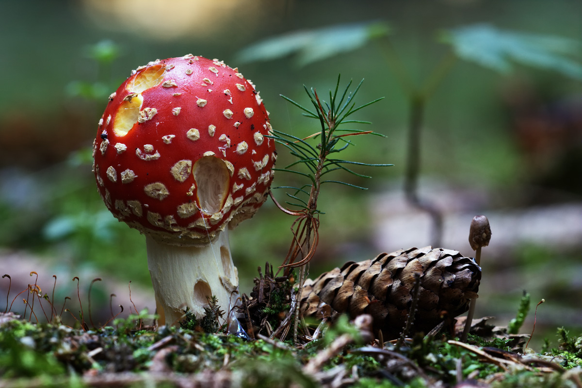 Pilze: Großes Photo: Am Waldesboden