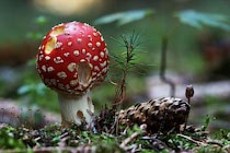 Pilze: 28. Photo: Am Waldesboden