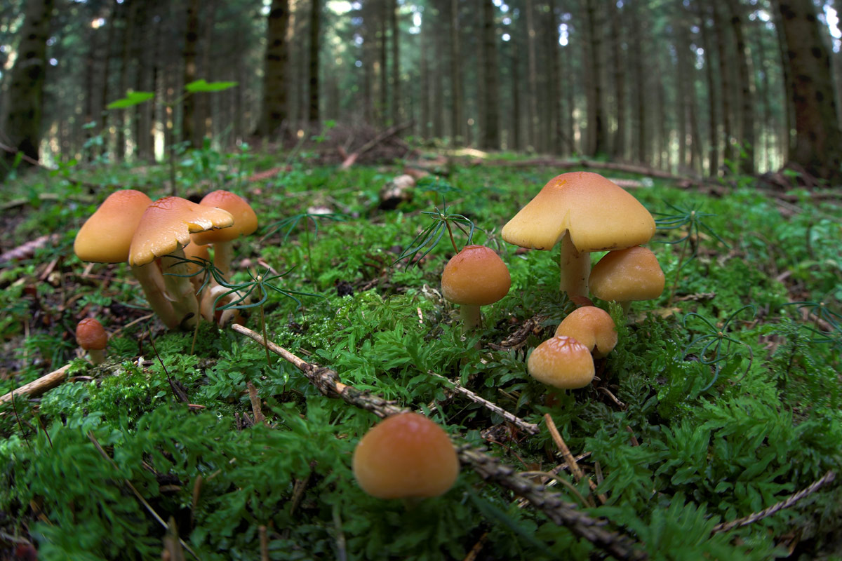 Pilze: Großes Photo: Gelb-braun-orange