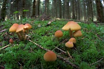 Pilze: 16. Photo: Gelb-braun-orange