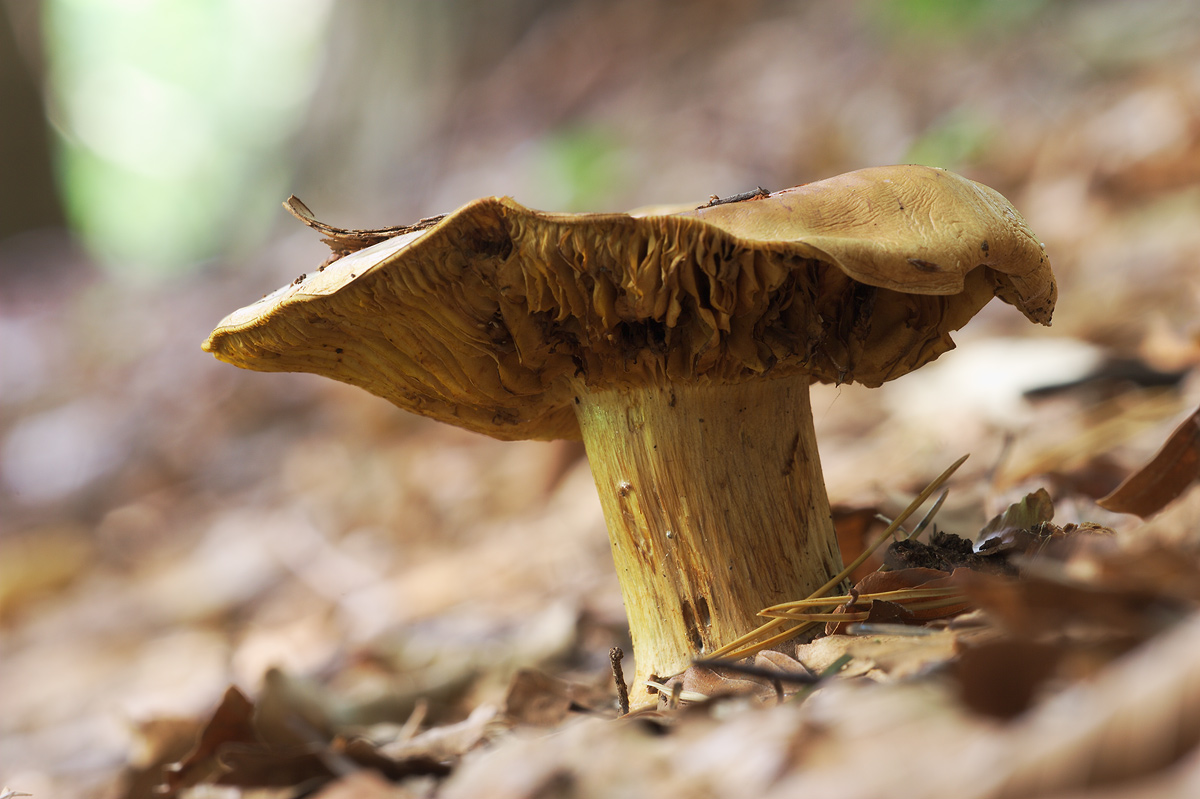 Pilze: Großes Photo: Im Waldeslaub