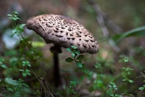 Schlagworte: Pilze – 15. Photo: Schuppig