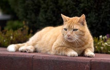 Schlagworte: Spaziergang – 18. Photo: Rot getigert
