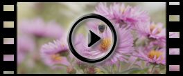 Insekten: Video Die kackende Scheinbienen-Keilfleckschwebfliege