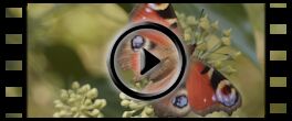 Schlagworte: Video Efeunaschende Schmetterlinge