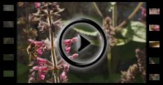 Insekten: Video Wollbiene an Ziest