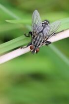 Insekten: 20. Photo: Fleischfliegchen