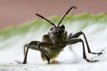 Schlagworte: Käfer – 26. Photo: Auge in Auge