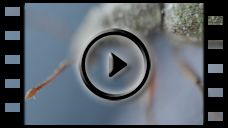 Insekten: Video Begegnung im Wohnzimmer