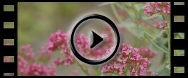 Insekten: Video Taubenschwänzchen