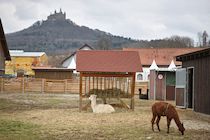 Nutztiere: 9. Photo: Lamas der Domäne