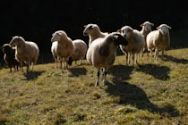 Nutztiere: 14. Photo: Schafe im Gegenlicht